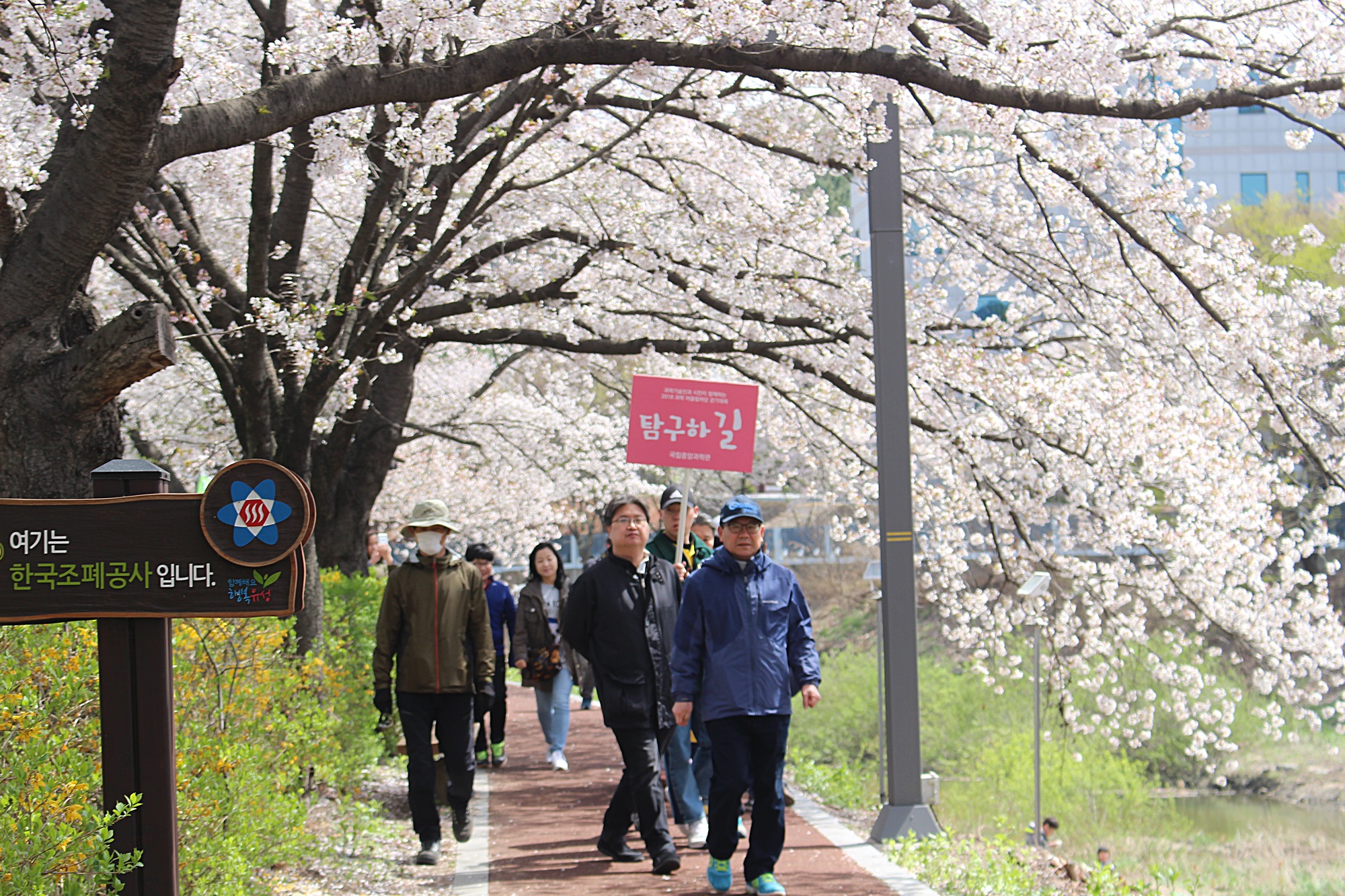 반환점을 찍고 돌아오는 길. 흐드러지게 핀 벚꽃 아래를 걷는 참가자들. <사진=대덕넷>