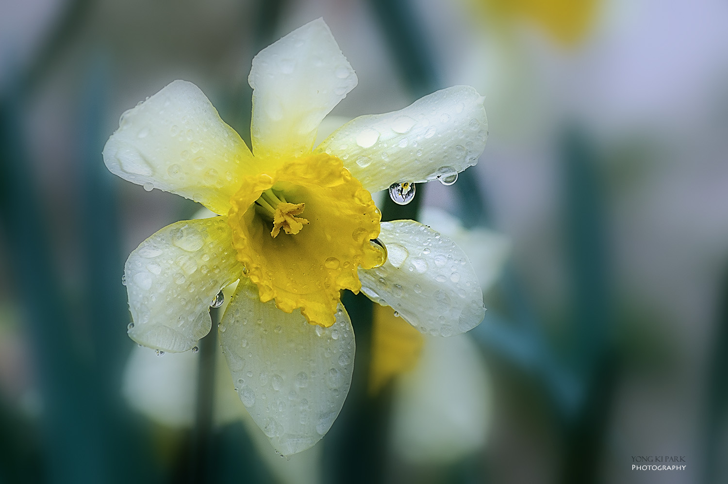 수선화의 영어 이름은 데포딜(daffodil)이라고 하지만 학명인 나르시서스(Narcissus)로도 통한다. 그래서 이 꽃을 보면 위에 소개한 노래가 떠올라 낭만적인 느낌이 들기도 하지만 어딘가 가슴 한 구석이 조금 아린 듯 하다. 그리스 신화에 등장하는 에코와 나르시서스의 슬픈 사랑이야기 때문일 것이다. PENTAX K-3, smc PENTAX-D FA MACRO 100mm F2.8 WR, f/7.1, 1/250 s, ISO100