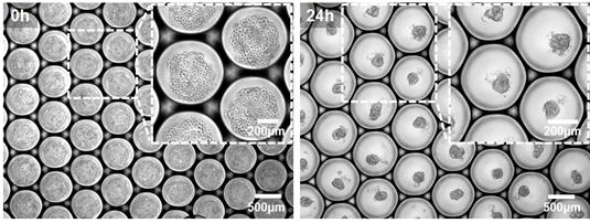 초기 생산한 유방암세포를 포함한 물방울의 사진(왼쪽)과 24시간 경과 후 물방울 내 형성된 3차원 종양(오른쪽).<사진=한국기계연구원 제공>