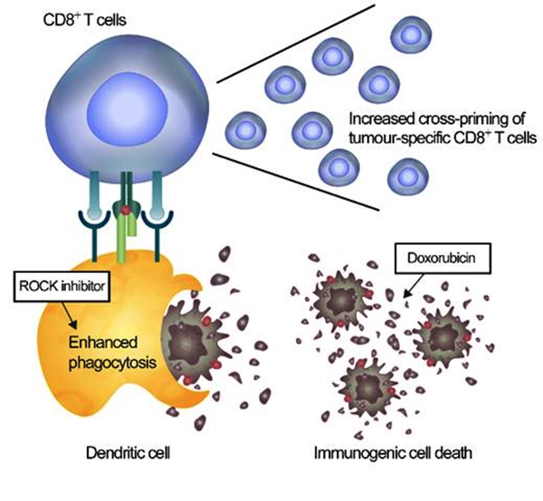 KIST는 김인산 박사팀과 박승윤 동국대 교수팀이 공동연구를 통해 암세포만 박멸하는 면역세포 활성화 치료 전략을 개발했다고 밝혔다.<사진=KIST 제공>