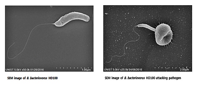 벨로(왼쪽)과 벨로가 그람음성균을 공격하는 모습(오른쪽).<사진=UNIST 제공>