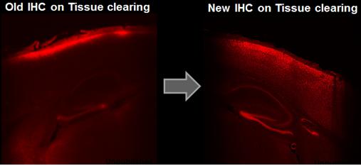 연구진이 개발한 새로운 면역염색법을 적용했을 때, 선명하고 입체적인 이미지(오른쪽)을 얻을 수 있다.<사진= 안전성평가연구소 제공>