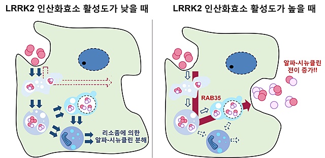 LRRK2 인산화효소 활성에 의한 알파-시뉴클린 응집체의 전이 조절 모델.<자료=한국연구재단 제공>
