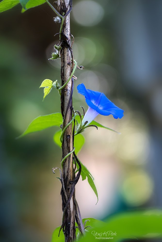 다른 식물들을 무작정 감고 올라 자신의 영역을 넓히는 꽃이지만, 9월 아침에 만난 이 파란 나팔꽃 꽃잎에서는 무언가 짙은 그리움의 향기가 묻어나는 것 같다. 9월은 상사화가 곱게 피어나듯 모든 사람들의 그리움이 아름다운 꿈이 되고, 작은 나팔꽃처럼 소박한 결실을 향해 달려가는 계절인가 보다. PENTAX K-1, smc PENTAX-D FA MACRO 100mm F2.8 WR, f/3.5, 1/50 s, ISO100