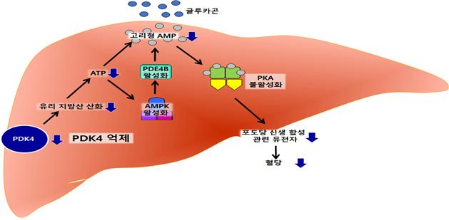 PDK4가 억제된 상황에서 감소하는 포도당 신생 합성 경로.<사진=한국연구재단 제공>