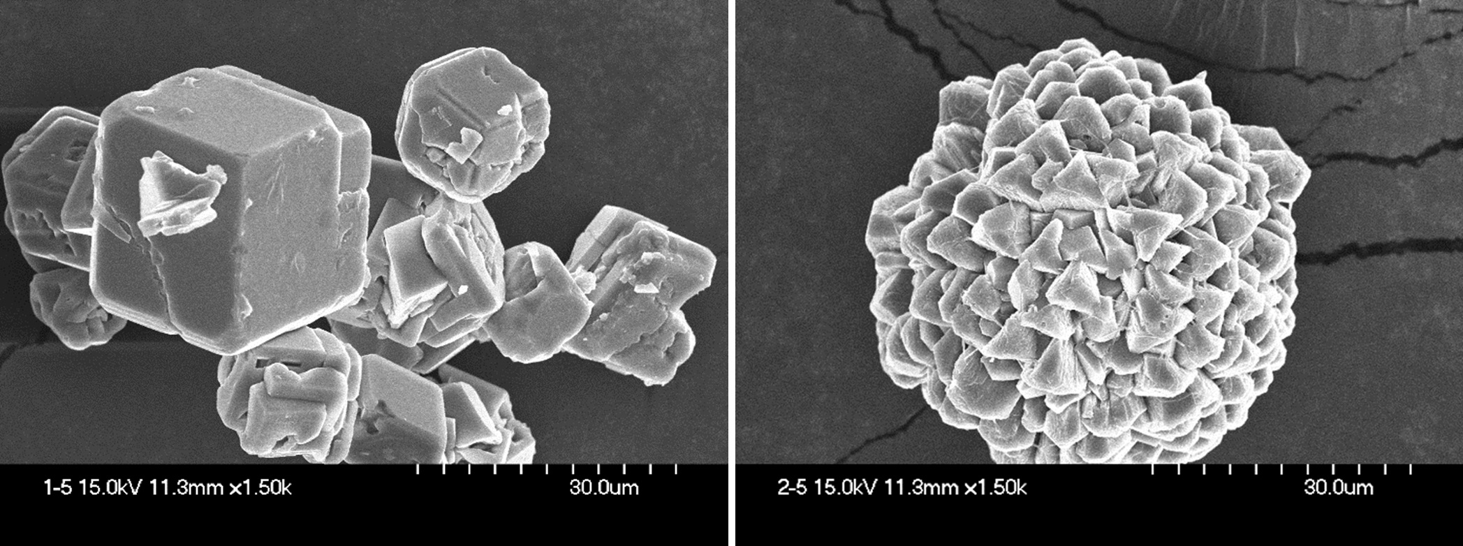 백아산 석회동굴 미생물이 만든 탄산칼슘을 전자현미경으로 확대한 사진. <사진=노열 교수 제공>