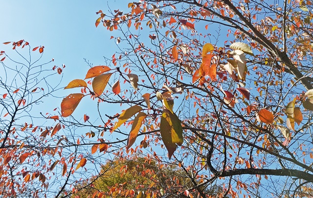 나뭇잎은 가을의 정점에서 '미(美)'를 뽐낸다.<사진=대덕넷>