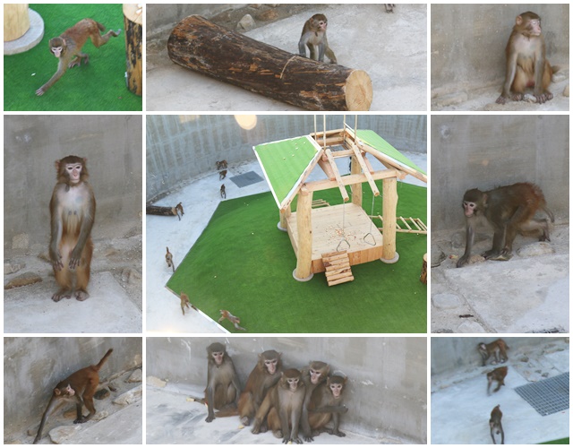 생명연 영장류자원지원센터의 캐슬동에서 원숭이들이 자유롭게 뛰놀고 있다.<사진=박성민 기자>