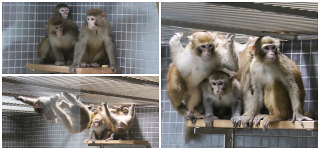 사육동 내부의 원숭이들의 모습.<사진=박성민 기자>