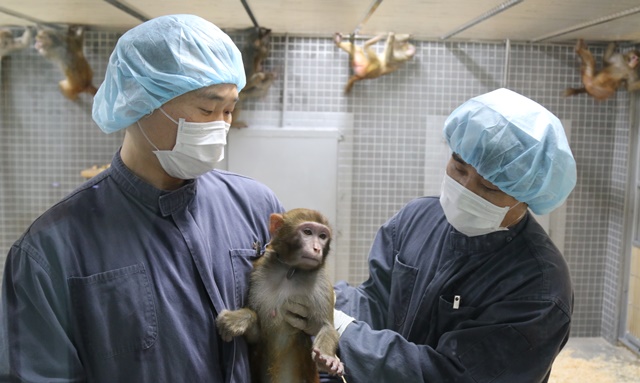 연구원들이 원숭이의 건강상태를 확인하고 있다.<사진=박성민 기자>