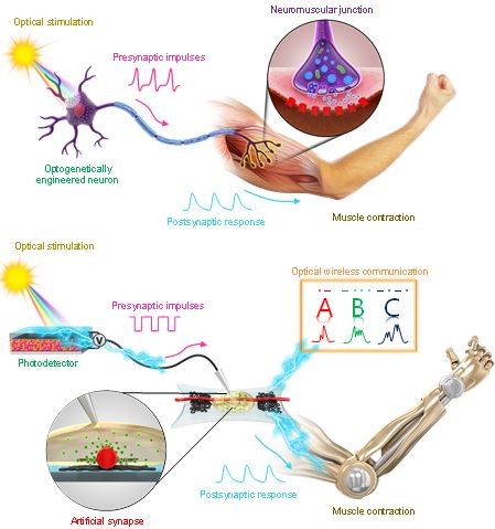 생물체의 신경(위)과 인공신경(아래)의 비교.<사진=서울대 공대 제공>