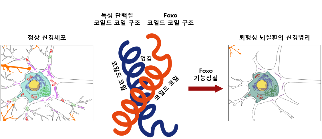 독성단백질과 Foxo단백질 코일드코일 구조의 엉김현상 모식도. <사진=DGIST 제공>