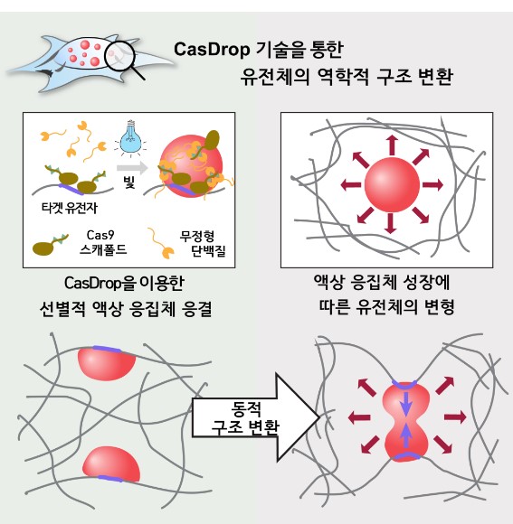 CasDrop 기술의 개념도(왼쪽 위)와 액체상 응집체와 유전체의 역학적 상호작용.<사진=서울대 공대 제공>