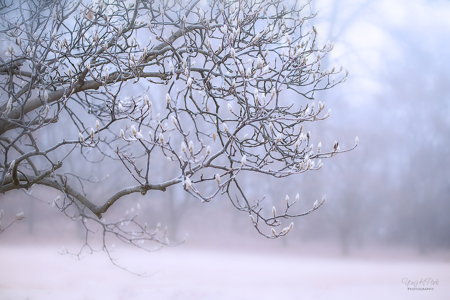 겨울 나무 – 4 많은 나무들은 일부의 동물들이 겨울잠을 자 듯 겨울이 되면 휴면상태에 들어간다. 휴면상태에서는 모든 것들이 느리게 진행되거나 일시적으로 멈추게 된다. PENTAX K-1, 70 mm, Tamron SP AF 70-200mm F2.8 Di LD [IF] Macro, f/3.5, 1/40 s, ISO100