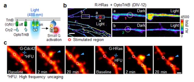 신경세포와 쥐 뇌 조직 내 마이크로 단위 단백질 관찰.<사진=IBS> 