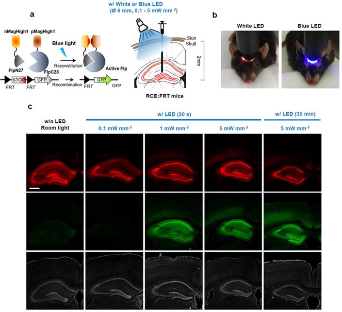 연구팀이 광활성 Flp 단백질 활용 모습. 연구팀은 PA-Flp 단백질을 전달체인 AAV 바이러스를 이용해 8주된 생쥐의 뇌 해마에 주입했다. 빛의 세기와 노출되는 시간에 따라 발현되는 유전자를 관찰하는데 성공했다.<사진=IBS>
