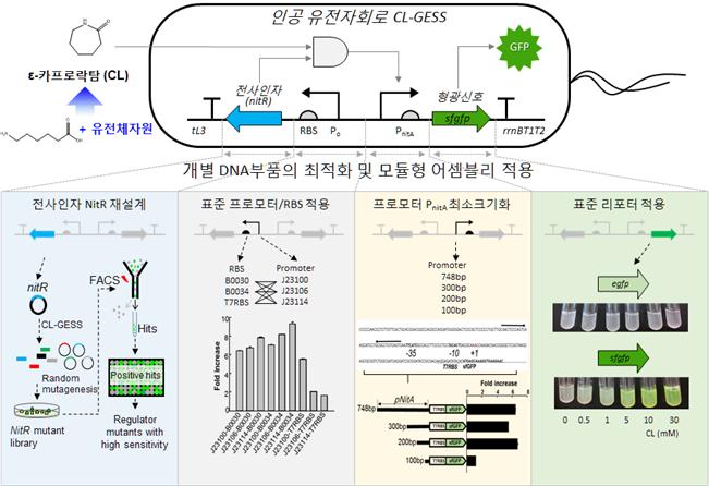 인공 유전자회로 CL-GESS의 구성도 및 개발과정. <사진=한국생명공학연구원 제공>