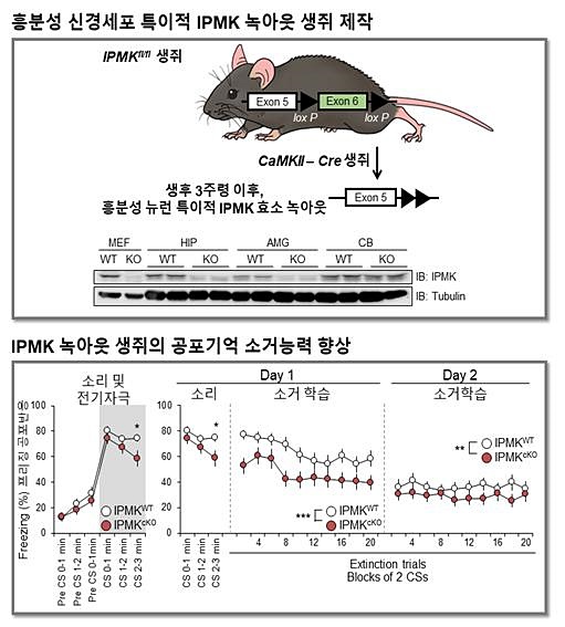 이노시톨 대사효소가 제거된 생쥐의 공포기억 소거 증진.<자료=한국연구재단 제공>