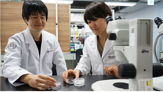 한국뇌연구원 코소도 요이치 책임연구원(좌측)과 이와시타 미사토 연구원(우측)이 열대어 콜라겐 젤 샘플을 관찰하고 있다.<사진=뇌연구원 제공>