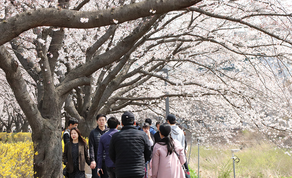 참가자들은 탄동천을 따라 벚꽃 길을 걸었다. <사진=김인한 기자>