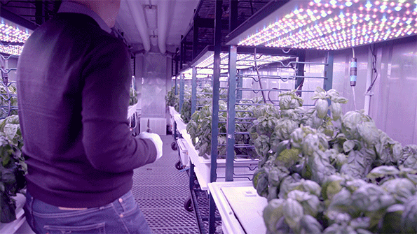미국의 매사추세츠(MIT) 미디어랩 연구진은 첨단장비로 개조된 재배 공간에서 '바질'을 키워내는 모습을 공개했다. <사진=MIT 제공, ⓒMelanie Gonick>