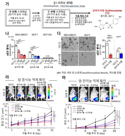 (가) 첫 단계에서 후보물질을 30 μM 농도로 처리해 엑소좀 분비 억제를 확인했다. 그 다음, 후보물질을 50 μM, 100 μM로 처리해 엑소좀 분비 억제와 세포 생존을 확인했다. (나, 다) 암세포주(MDA-MB231, MCF7)에서 약물처리 후 엑소좀 분비가 감소하고, 정상 세포(MCF10A)에서는 변화가 없다. (라, 마) 유방암 동물 모델에서 약물처리 후 암의 증식과 전이가 감소했고, 현재 사용 중인 항암제 도세탁셀 (Docetaxel)와 함께 사용했을 시 단독 사용할 때 보다 강한 항암능을 보였다. <그림=연구재단 제공>