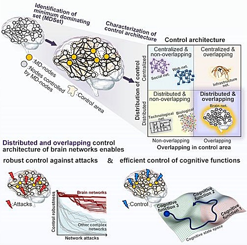 조광현 KAIST 교수 연구팀은 뇌 영역 사이의 복잡한 연결성이 내재된 뇌의 제어구조를 규명했다.<사진=KAIST>