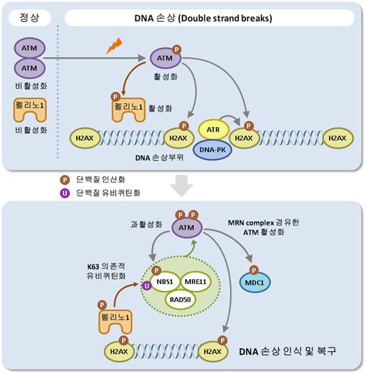 펠리노1 단백질에 의한 손상된 DNA를 인식하고 복구하는 통제 시스템. <사진 = 연구재단 제공>