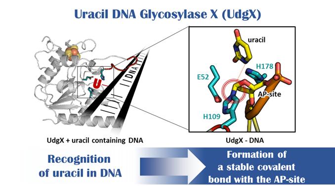 UdgX의 DNA 내 우라실 인식과 공유결합 형성 그림. UdgX의 활성 부위가 우라실을 인식하면, UdgX의 109번 히스티딘(H109)이 우라실이 연결되었던 DNA 오탄당 잔기와 공유결합을 한다. <그림=생명연 제공>