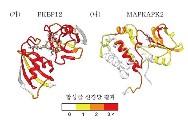 단백질 FKBP12과 MAPKAPK2 상에서의 합성곱 신경망 결과를 해석한 결과, 화합물의 결합 지역이 그 외 지역보다 강조됨을 확인할 수 있었다.