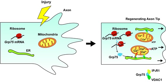 Grp75 단백질 과발현에 의한 신경 세포 재생 촉진 기작. 신경세포가 손상을 입었을 때 Grp75 단백질이 과발현되면, 소포체와 미토콘드리아의 접촉막이 늘어난다. 이때 두 기관 사이에 칼슘 이온 이동이 활발해지며, 세포 에너지 생성도 증가돼 신경 재생이 잘 이뤄진다. Grp75 단백질은 미토콘트리아와 소포체를 붙여주는 일종의 접착제처럼 활약해 세포 재생을 촉진한다. <그림=UNIST 제공>