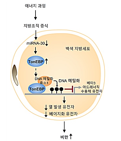 톤이비피 단백질에 의한 비만 촉진 기작. (1)에너지 과잉으로 증식된 지방세포에서 TonEBP 단백질이 증가한다. ⑵TonEBP가 DNA 메틸화효소1(DNMT1)과 결합해 DNA를 메틸화시키는 후성유전학적 조절(epigenetic regulation)을 통해 베타3 아드레너직 수용체(β3 adrenergic receptor)의 발현을 억제한다. ⑶이는 열 발생 단백질 및 베이지화 단백질들의 감소를 유도해, 백색 지방세포의 에너지 소비가 감소하고 비만을 촉진한다. <그림=UNIST 제공>
