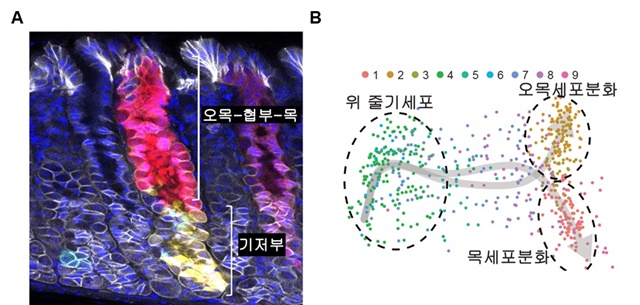 다색 마우스 색종이 리포터 시스템을 통해 다른 색으로 보이는 두 종류의 위줄기세포군(A)과 단일 세포 전사체 분석을 통한 위줄기세포의 계통 추적 모식도(B).<자료=DGIST 제공>