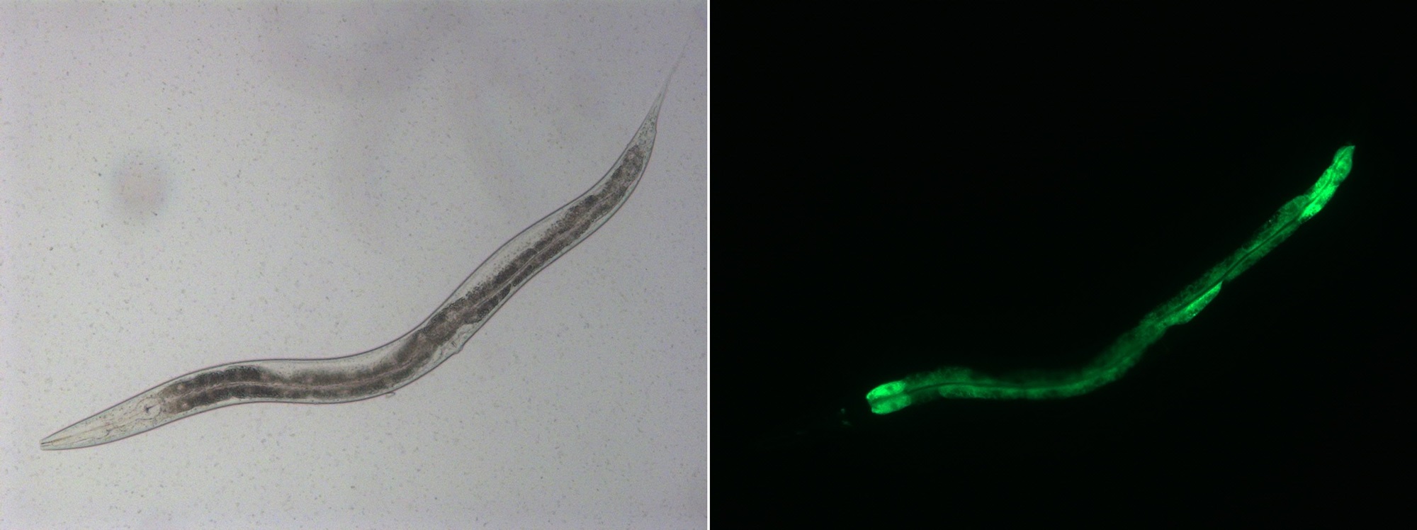 연구팀의 장수 효과 실험에 사용된 예쁜꼬마선충의 현미경 사진. <사진=KAIST 제공>