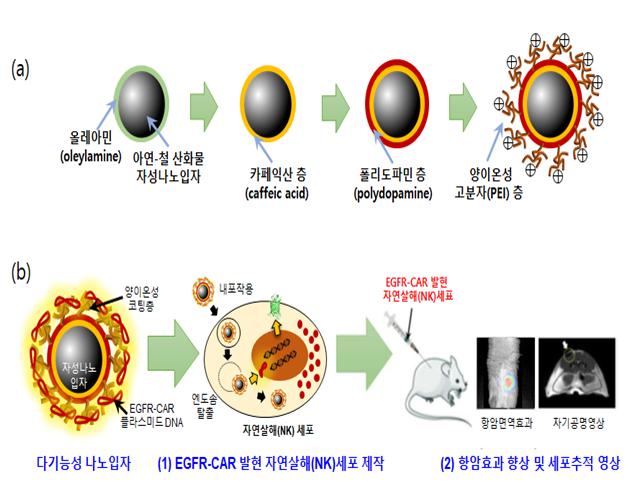 다기능성 나노입자 제작과 생체 적용 모식도. (a) 삼중 코팅법에 의해 제작된 다기능성 나노입자의 구조. (b) 다기능성 나노입자와 키메라 항원 수용체(CAR) 발현 플라스미드 DNA 혼합체가 자연살해(NK)세포로 전달되어 발현되는 과정. <그림=차의과학대학교 제공>