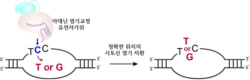 아데닌 염기교정 유전자가위의 시토신 치환 모식도. 아데닌 염기교정 유전자가위는 크리스퍼 유전자가위와 아데닌 탈아미노효소가 결합된 형태다. DNA 서열 중 아데닌(A)을 찾아 구아닌(G)으로 교체할 수 있다고 알려져 있다. 연구진은 아데닌 염기교정 유전자가위가 그림처럼 5‘-TCC-3’와 같이 시토신이 두 개 이상인 서열에서 시토신(C)을 티민(T) 또는 구아닌(G)과 같은 다른 염기로 정교하게 교정할 수 있다는 것을 밝혀냈다. <그림=IBS 제공>