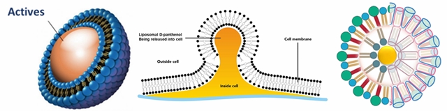 왼쪽) 유효성분을 품은 리포좀. 중간) 리포좀이 피부와 동화돼 세포벽을 열고 유효성분을 내려보낸다. 오른쪽) 나노 형태의 니오솜 구조 <자료=크로파세 제공>