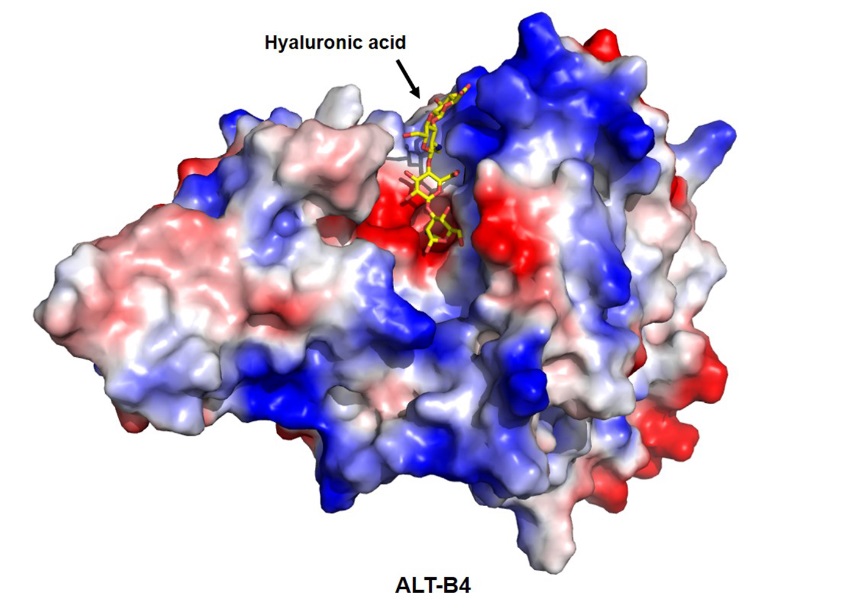 할로자임이 만든 PH20과 체내 단백질 Hyal1의 일부를 결합해 만든 ALT-B4. 각 단백질을 자르고 붙이는 데 정교한 기술이 필요하다. <그림=알테오젠 제공>
