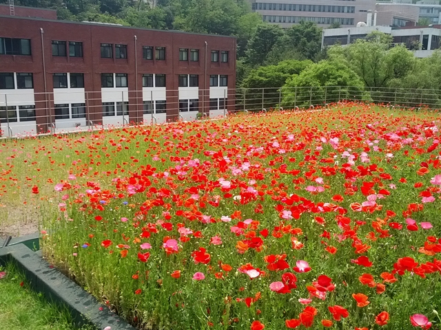 서울대학교 35동 옥상 텃밭에 아름답게 피어있는 꽃.<사진=서울대 빗물연구센터>