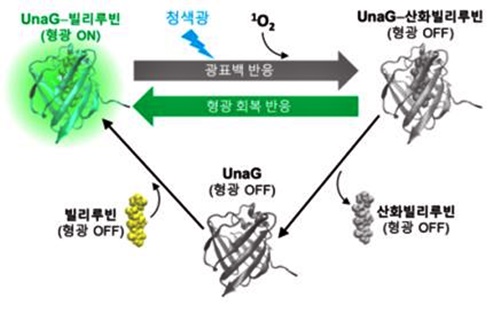 UnaG 단백질의 광표백-형광회복 순환 사이클.<사진= IBS>