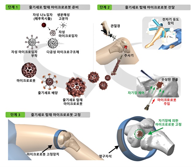 한국마이크로로봇연구단의 줄기세포 기반 연골재생 마이크로로봇 연구 과정.<사진= 한국마이크로로봇연구단>