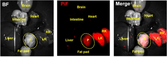 장영태 IBS 연구팀이 당뇨병 정밀 진단과 조직검사에 사용 가능한 새로운 형광물질(PiF)을 개발했다. 사진은 PiF를 주입한 뒤 촬영한 생체 외 이미지다.<사진=IBS 제공>
