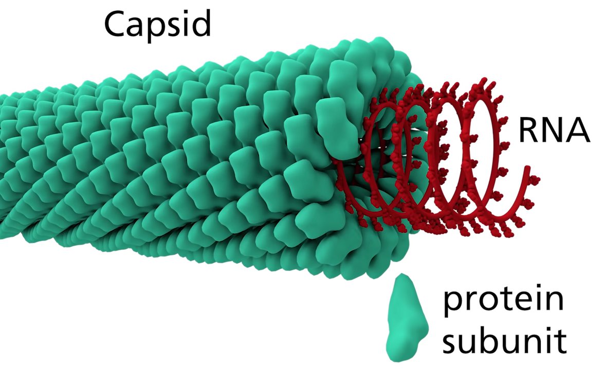 코로나 바이러스는 나선형 캡시드로 둘러싸여, 복제할 정보인 RNA를 보호한다. <이미지=AsapSCIENCE 제공>
