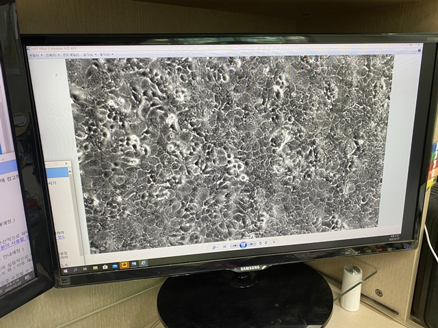 화학연 CEVI 융합연구단이 연구중인 바이러스에 감염된 세포를 확대한 모습.<사진= 길애경 기자>