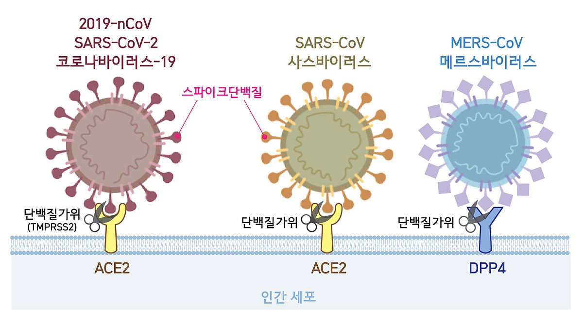세포 속으로 침투하기 위한 첫 단계로 코로나바이러스는 표면에 위치한 스파이크단백질을 이용해 숙주세포의 수용체와 결합한다. 2019-nCoV와 사스바이러스는 ACE2를, 메르스바이러스는 DPP4를 수용체로 활용한다. 바이러스가 숙주세포와 결합하면 단백질가위(2019-nCoV의 경우 TMPRSS2)가 스파이크단백질의 일부분을 자르고, 비로소 바이러스가 세포 내로 침투한다. <사진=IBS 제공>