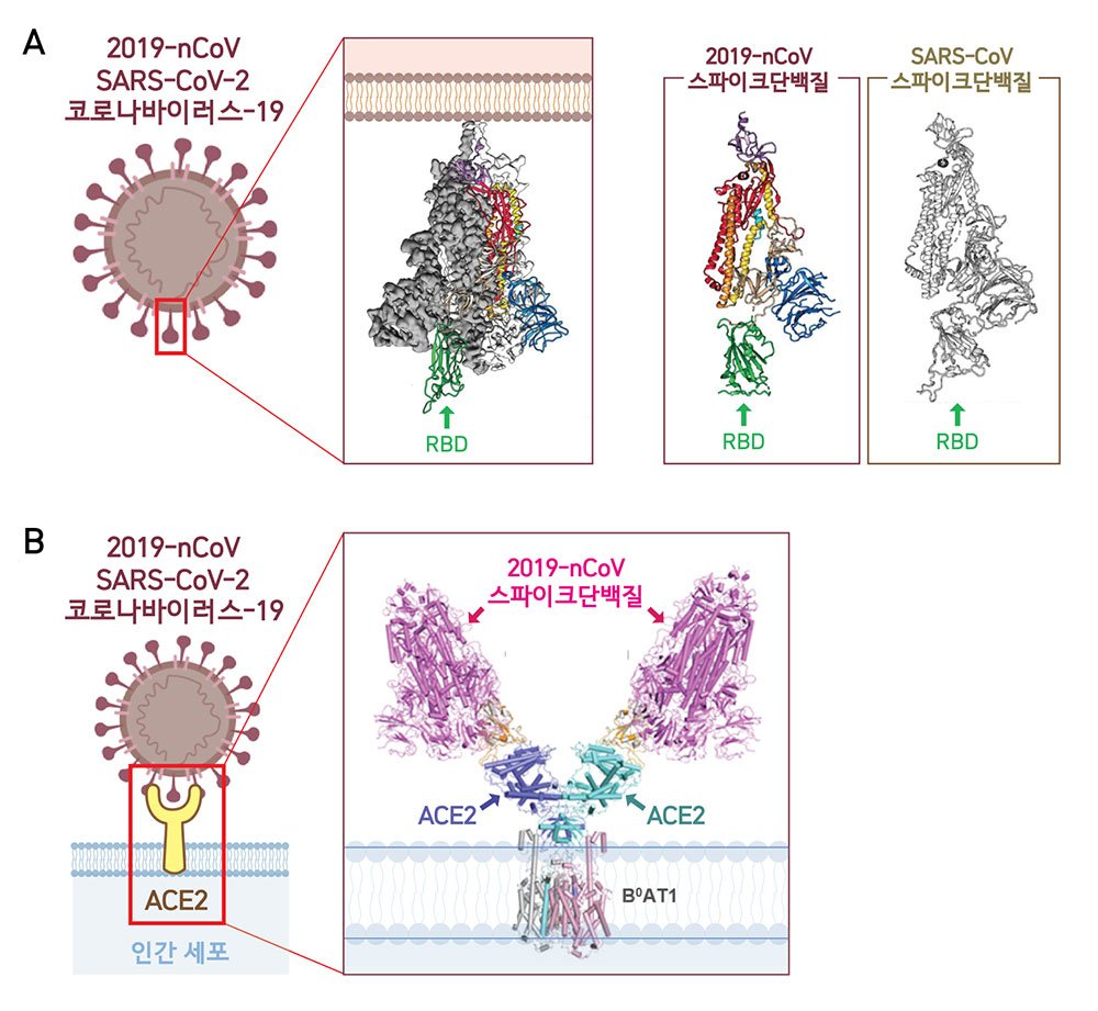극저온전자현미경(Cryo-EM)을 통해 2019-nCoV의 3차원 분자구조를 분석한 결과 스파이크단백질 3개가 모여 하나의 덩어리를 이룬 모습이 드러났다. 2019-nCoV와 사스바이러스의 스파이크단백질 구조가 매우 유사함을 확인할 수 있다(A). RBD(Receptor-Binding Domain)는 ACE2 수용체와 결합하는 부분으로, 2019-nCoV가 가진 3개의 RBD 중 하나의 RBD만 세포 표면의 ACE2와 처음 결합하는데 활용된다(B). 바이러스는 RBD를 위‧아래로 자유롭게 움직이며 세포와의 결합력을 높인다. <사진=IBS 제공>