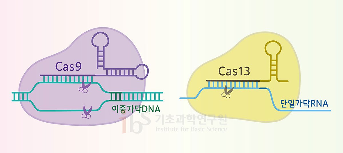 크리스퍼 유전자 가위는 절단 효소에 따라 몇 가지 종류로 나뉜다. 많이 알려진 크리스퍼-카스9(Cas9‧왼쪽)은 이중가닥 DNA를 절단하는 반면, 크리스퍼-카스13(Cas13)은 단일가닥 RNA를 절단하는 등 종류에 따라 교정하고자 하는 표적이 다르다. <사진=IBS 제공>