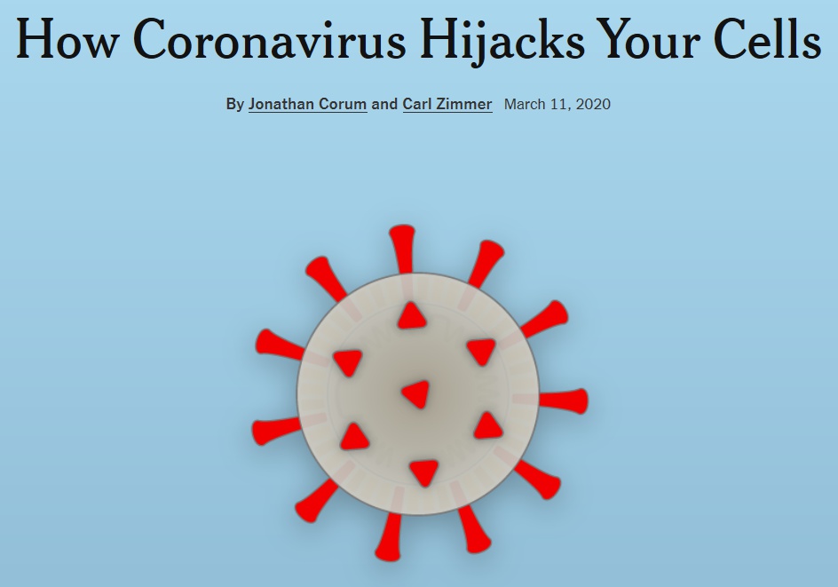 미국 뉴욕타임스는 '코로나바이러스가 세포를 탈취하는 법'이란 제목의 기사를 지난 11일 온라인을 통해 게재했다. <사진=뉴욕타임스 홈페이지 갈무리>