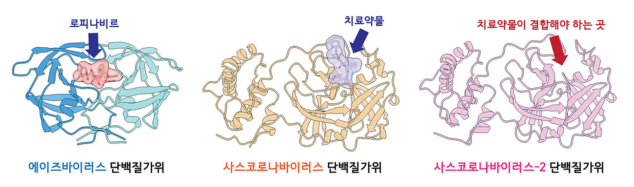 에이즈바이러스 단백질가위와 치료제 로피나비르 결합구조(PDB 1D 1MUI, 왼쪽), 사스바이러스의 단백질가위 3CLPRO와 신약후보물질의 결합구조(PDB 1D 2GX4, 가운데), 코로나바이러스의 단백질가위 3CLPRO의 구조(PDB ID 6LU7, 오른쪽). 파란색 화살표는 결합하고 있는 치료약물을, 빨간색 화살표는 치료약물이 결합해야 하는 곳을 의미한다. <사진=IBS 제공>