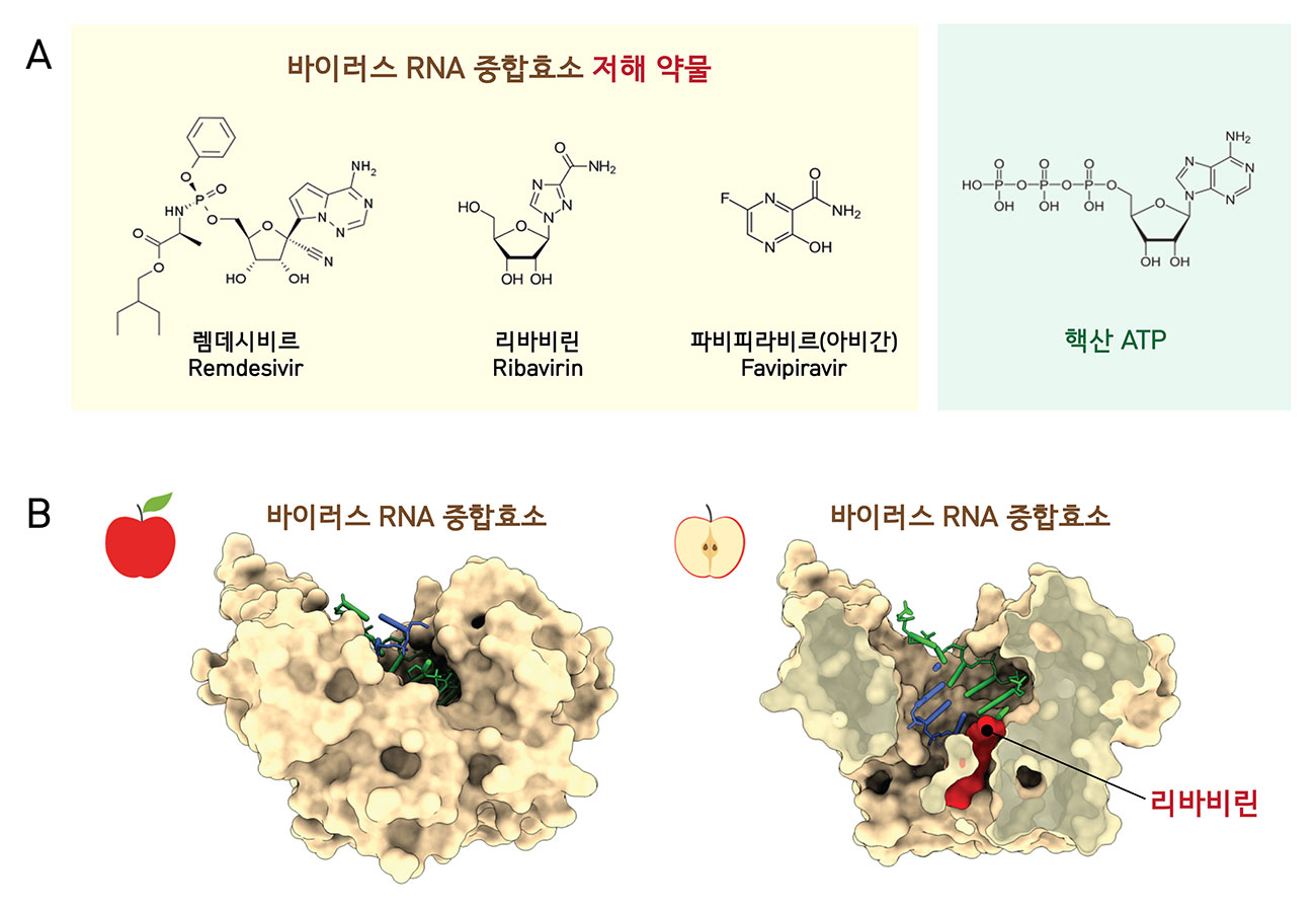 바이러스 RNA 중합효소를 저해하는 약물(A)들은 구조가 핵산 ATP와 유사하여 바이러스 RNA 중합효소에 의한 RNA 합성을 봉쇄한다. B는 수족구 바이러스 RNA 중합효소와 치료제 리바비린 복합체의 구조(PUB 1D 2E9R, 왼쪽)와 단면(오른쪽)의 모습을 보여준다. <사진=IBS 제공>